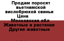Продам поросят вьетнамской вислобрюхой свиньи › Цена ­ 1 500 - Московская обл. Животные и растения » Другие животные   